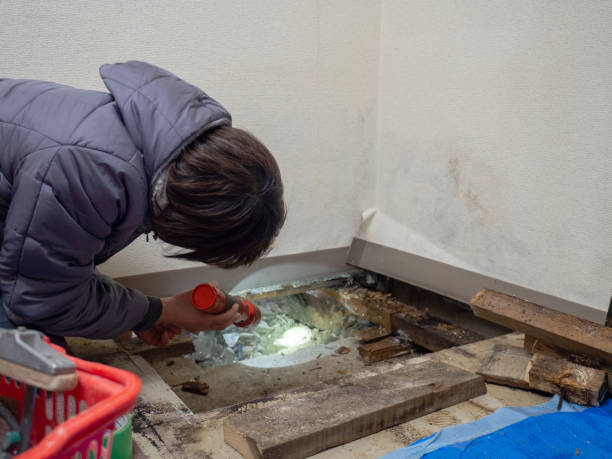 Best Water Damage & Mold Remediation  in Elgin, IL