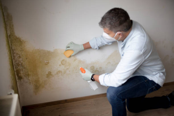 Best Environmental Consulting for Mold Prevention  in Elgin, IL