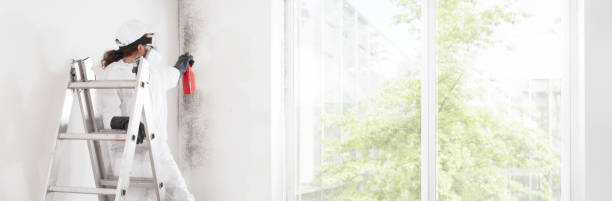 Trusted Elgin, IL Mold Removal Experts