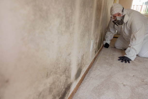 Best Asbestos and Lead Testing During Mold Inspection  in Elgin, IL